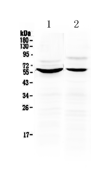 1 - Anti-KPNA2 Picoband Antibody ABO12962