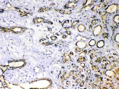 2 - Anti-SOD3 Picoband Antibody ABO12963