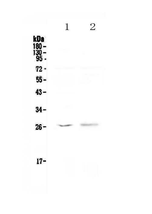 1 - Anti-Kallikrein 6 Picoband Antibody ABO12965