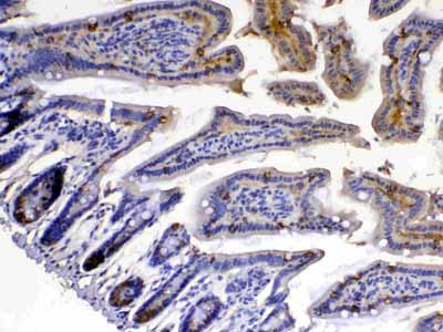 2 - Anti-Xanthine Oxidase Picoband Antibody ABO12966