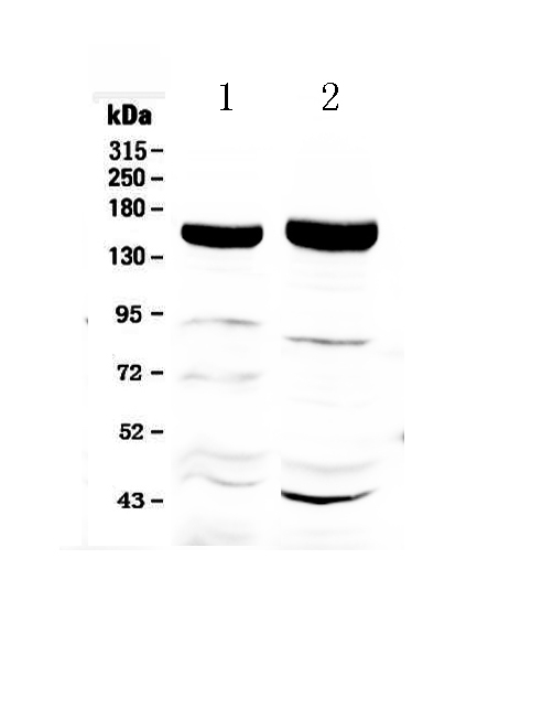 1 - Anti-Xanthine Oxidase Picoband Antibody ABO12966