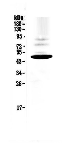 1 - Anti-CCR1 Picoband Antibody ABO12967