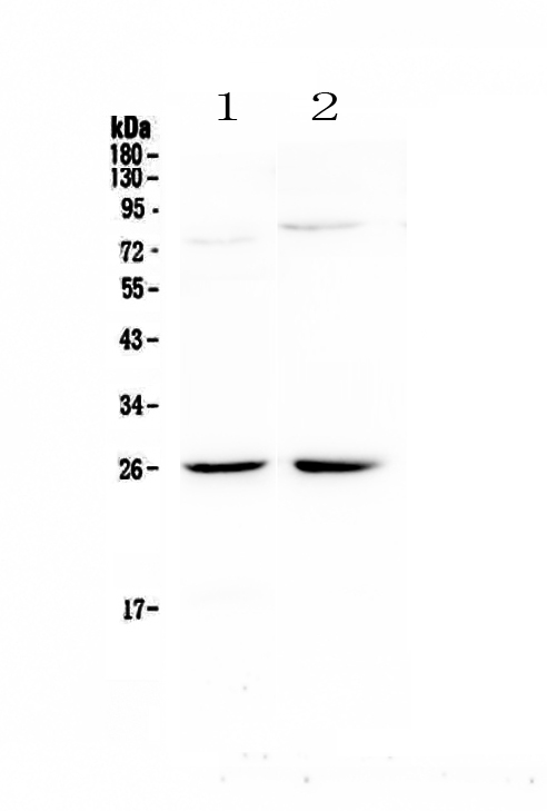 1 - Anti-NMU Picoband Antibody ABO12968