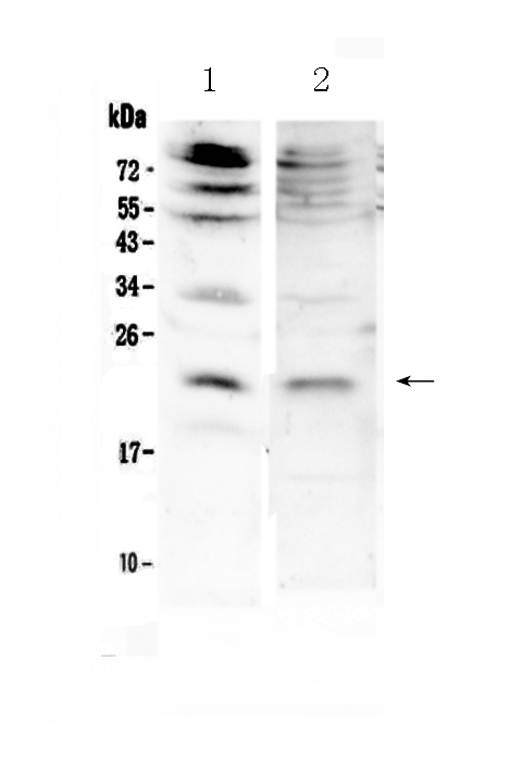 1 - Anti-KGF Picoband Antibody ABO12969