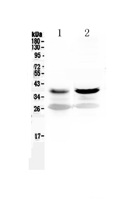 1 - Anti-MEK6 Picoband Antibody ABO12971