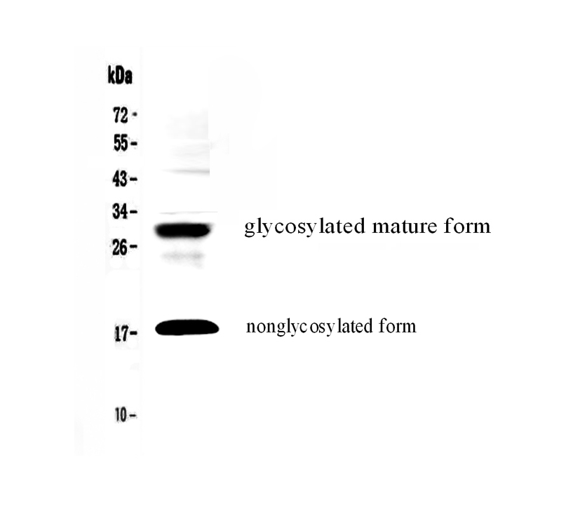1 - Anti-IL17F Picoband Antibody ABO12972