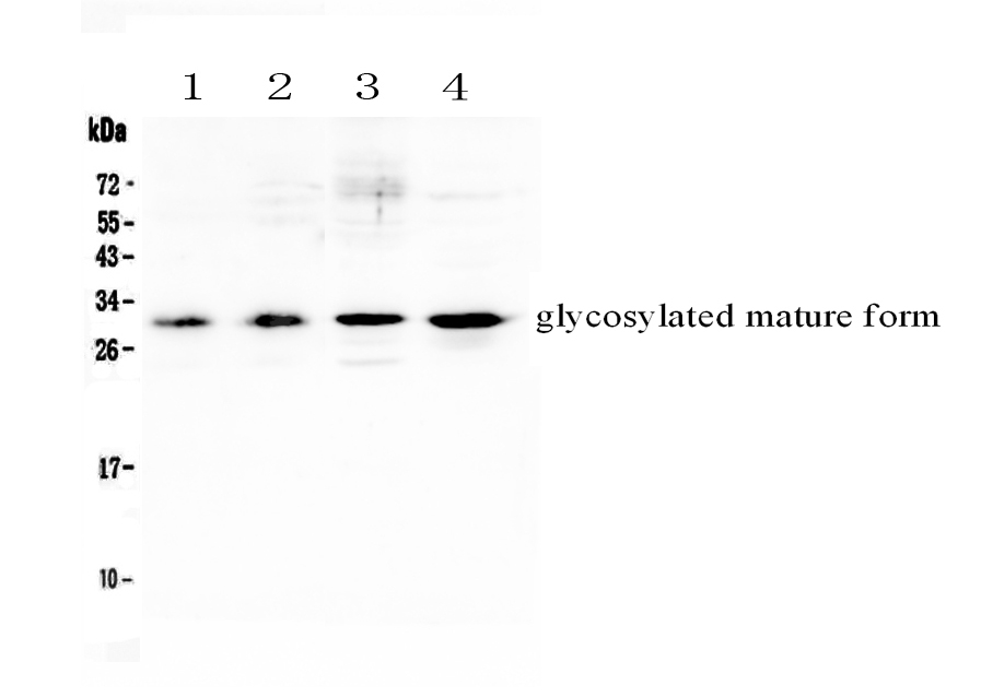 1 - Anti-IL17F Picoband Antibody ABO12973