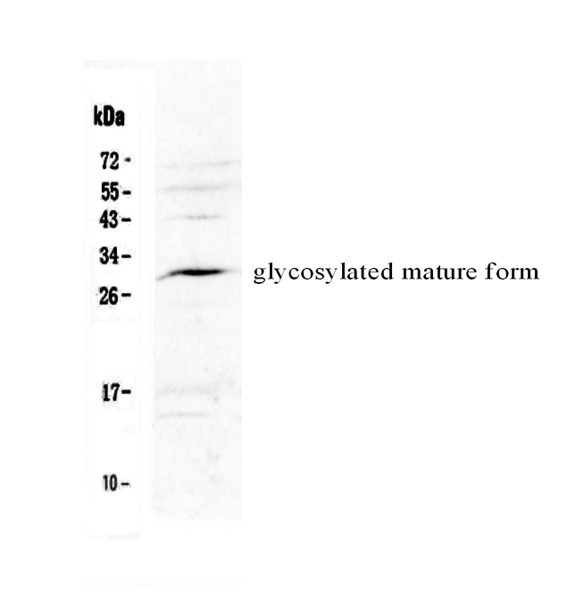 1 - Anti-IL17F Picoband Antibody ABO12974