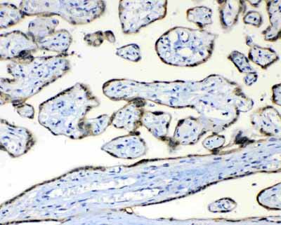 2 - Anti-FH Picoband Antibody ABO12975