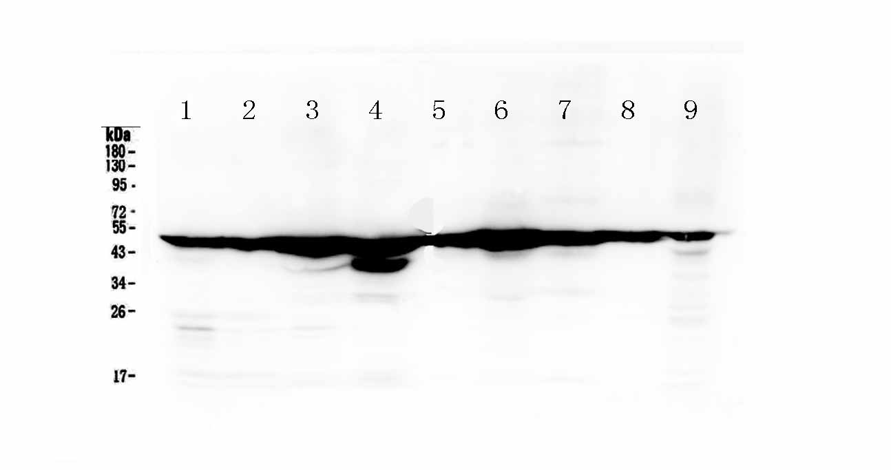 1 - Anti-FH Picoband Antibody ABO12975