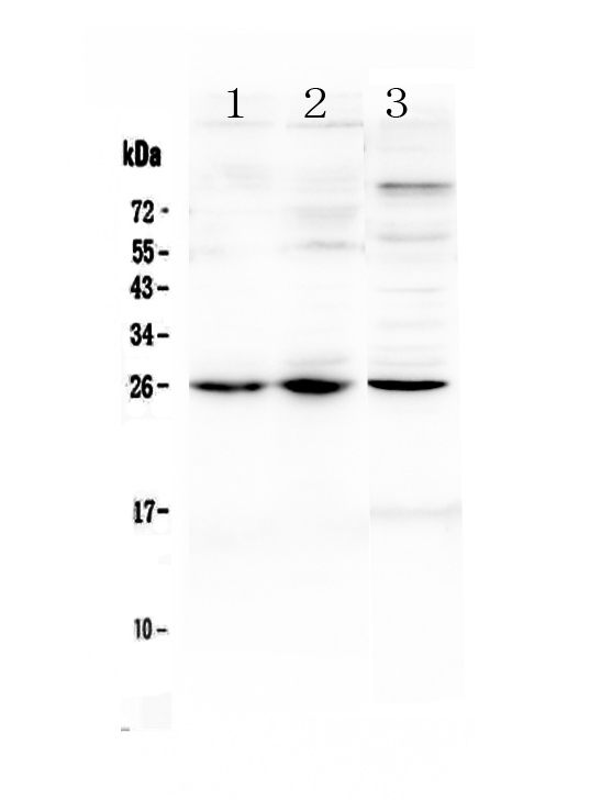1 - Anti-TREM1 Picoband Antibody ABO12977