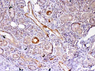 2 - Anti-Frizzled 4 Picoband Antibody ABO12979
