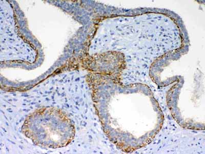 2 - Anti-Frizzled 4 Picoband Antibody ABO12979