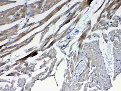 2 - Anti-Frizzled 4 Picoband Antibody ABO12979