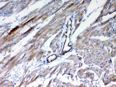 2 - Anti-Frizzled 4 Picoband Antibody ABO12979