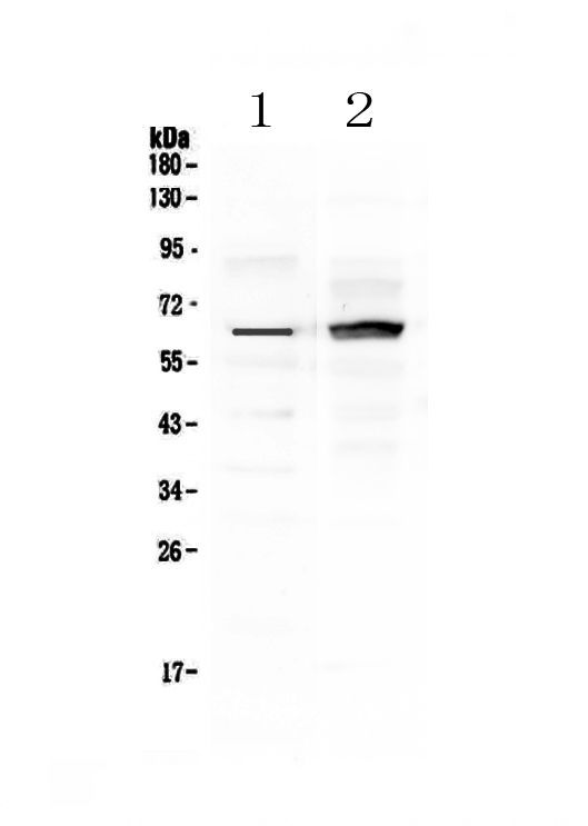 1 - Anti-Frizzled 4 Picoband Antibody ABO12979