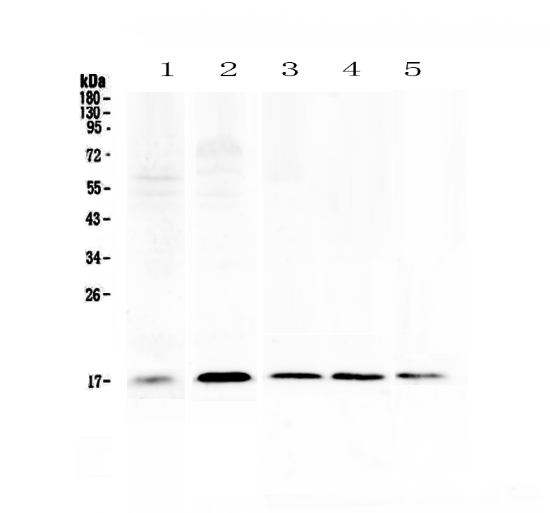 1 - Anti-Psoriasin Picoband Antibody ABO12982