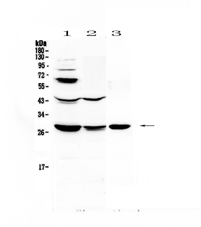 1 - Anti-TL1A Picoband Antibody ABO12983