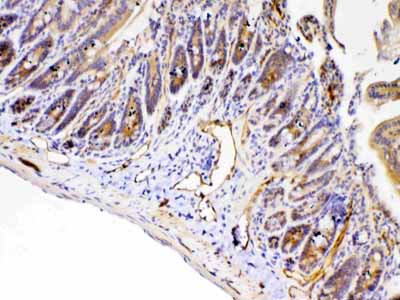 2 - Anti-PPID Picoband Antibody ABO12984