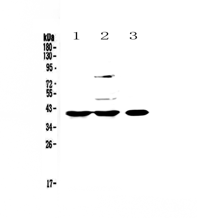 1 - Anti-PPID Picoband Antibody ABO12984