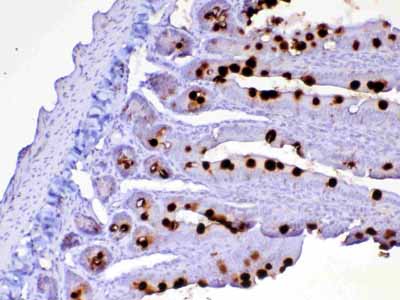 2 - Anti-CD252 Picoband Antibody ABO12986