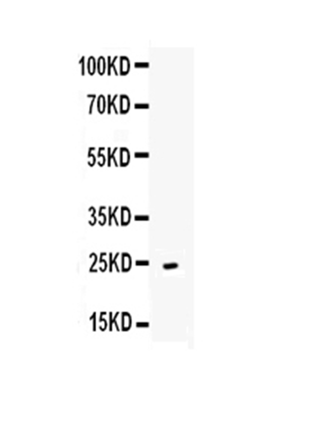 1 - Anti-CD252 Picoband Antibody ABO12986