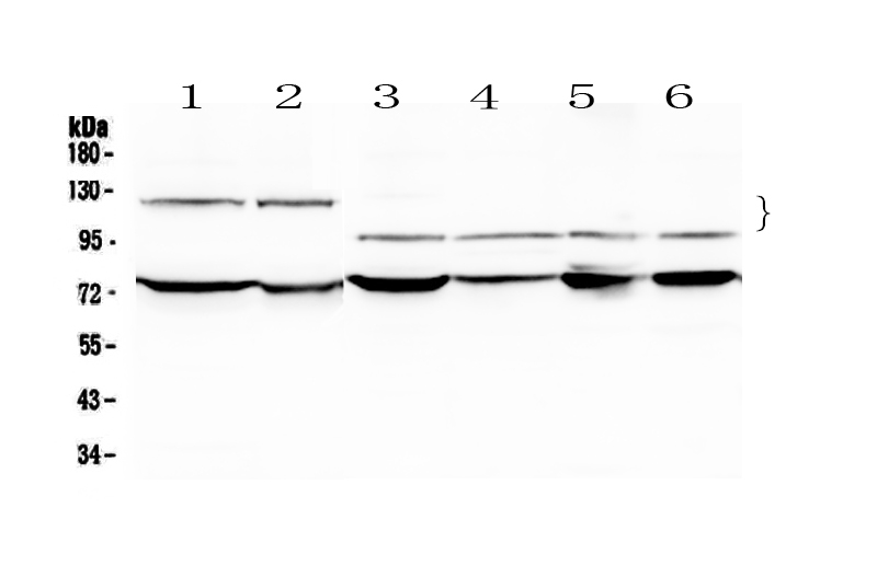 1 - Anti-NFATC4 Picoband Antibody ABO12987