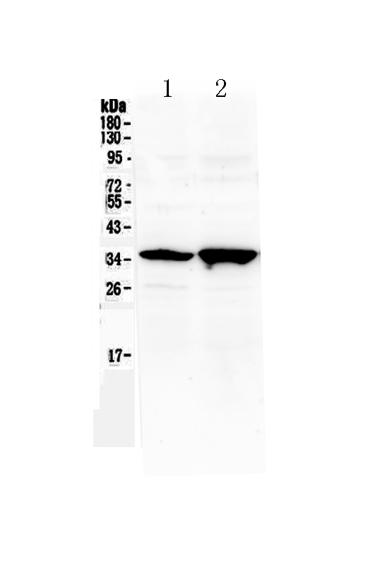 1 - Anti-Six3 Picoband Antibody ABO12988