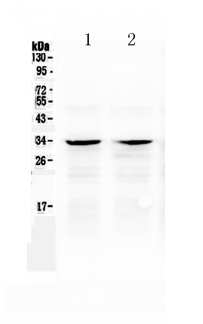 1 - Anti-Caspase-6 Picoband Antibody ABO12989