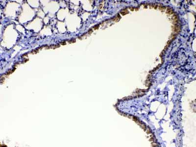 2 - Anti-HE4 Picoband Antibody ABO12992