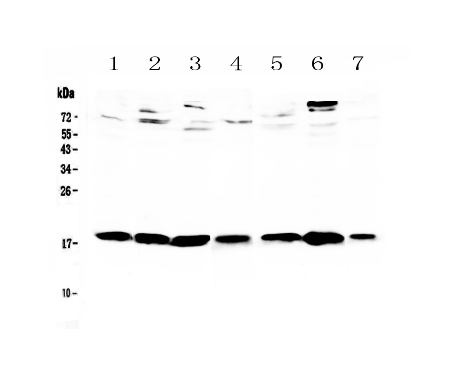 1 - Anti-HE4 Picoband Antibody ABO12992