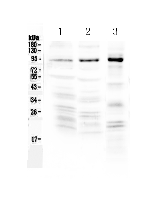 1 - Anti-NPAS2 Picoband Antibody ABO12993
