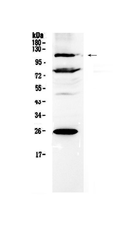 1 - Anti-NFAT4 Picoband Antibody ABO12994