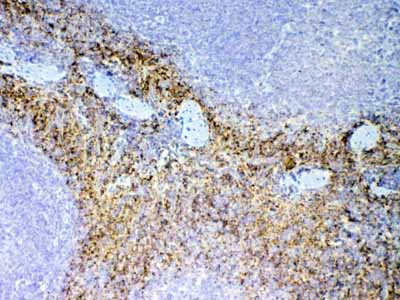 2 - Anti-NAP2 Picoband Antibody ABO12995