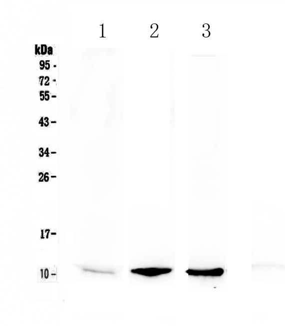 1 - Anti-NAP2 Picoband Antibody ABO12995
