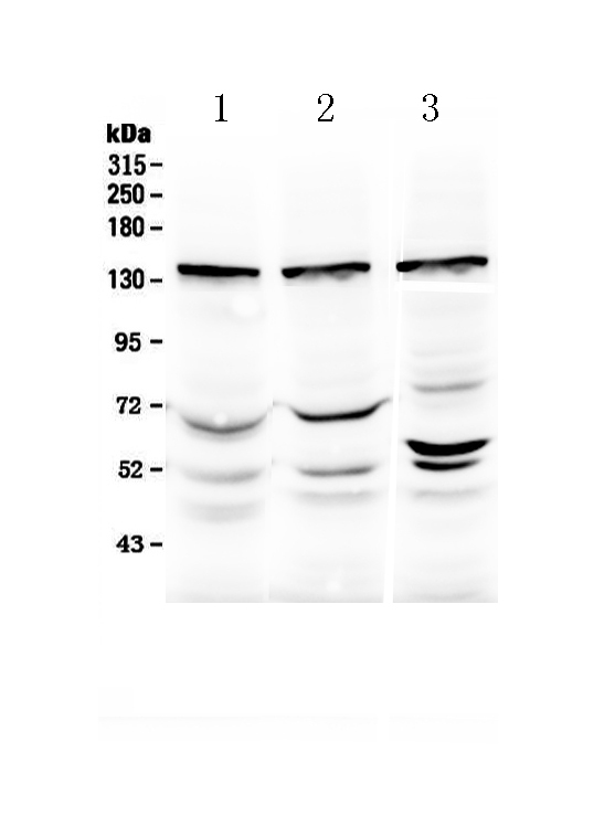 1 - Anti-Exportin-5 Picoband Antibody ABO12998