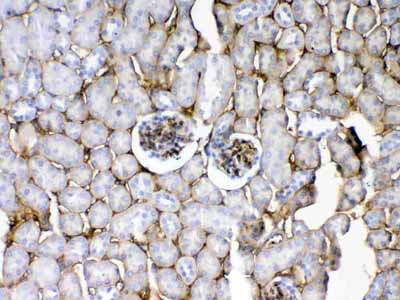 2 - Anti-CD105 Picoband Antibody ABO13000