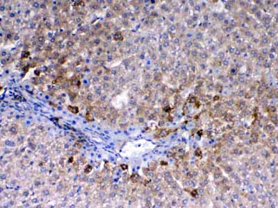 2 - Anti-CD105 Picoband Antibody ABO13000