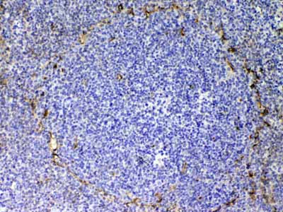 2 - Anti-CD105 Picoband Antibody ABO13000