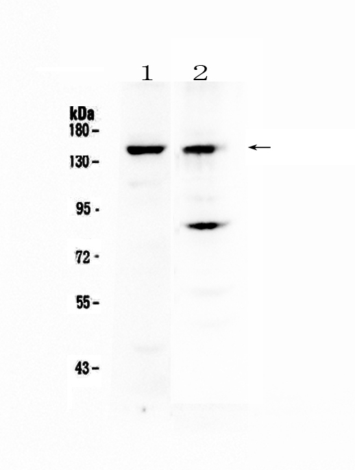 1 - Anti-FBXL11 Picoband Antibody ABO13002