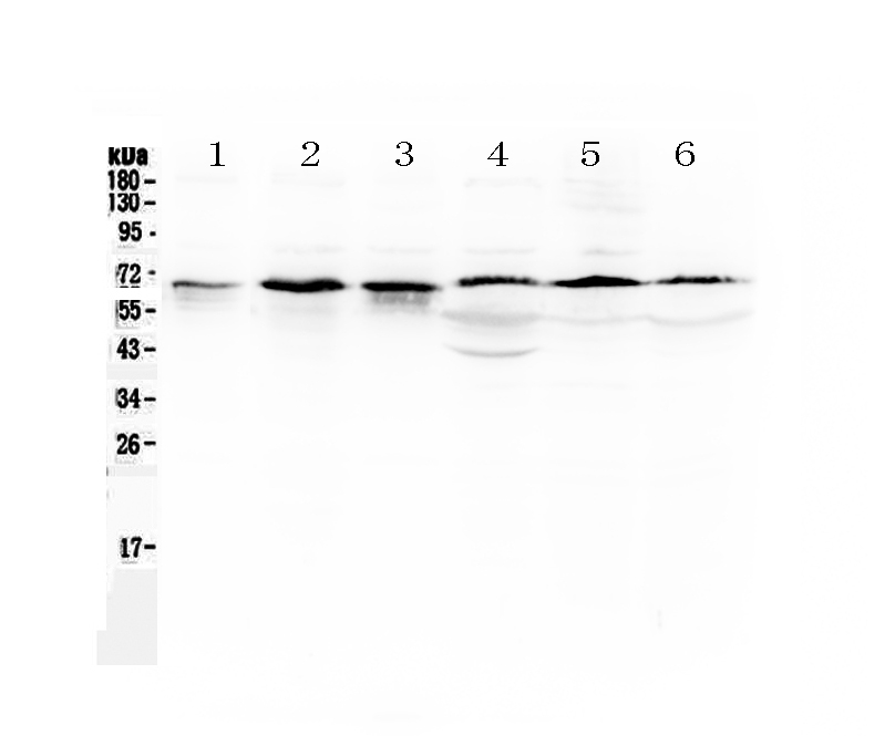 1 - Anti-TRAF5 Picoband Antibody ABO13003