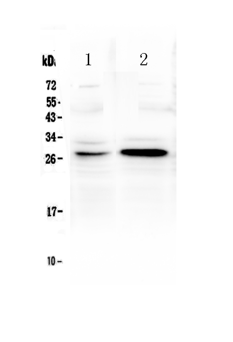 1 - Anti-TNFRSF18 Picoband Antibody ABO13004