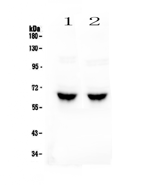 1 - Anti-GAD65 Picoband Antibody ABO13005