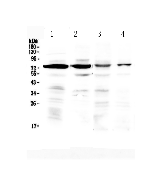 1 - Anti-IBSP Picoband Antibody ABO13006