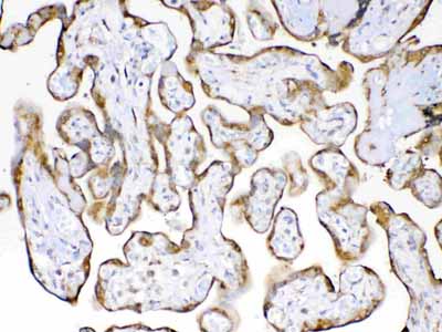 2 - Anti-Cyclophilin B Picoband Antibody ABO13007