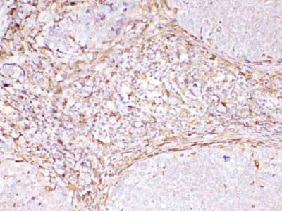 2 - Anti-Cyclophilin B Picoband Antibody ABO13007