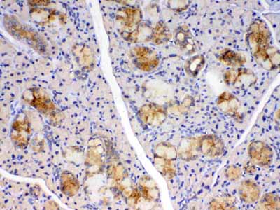 2 - Anti-Cyclophilin B Picoband Antibody ABO13007