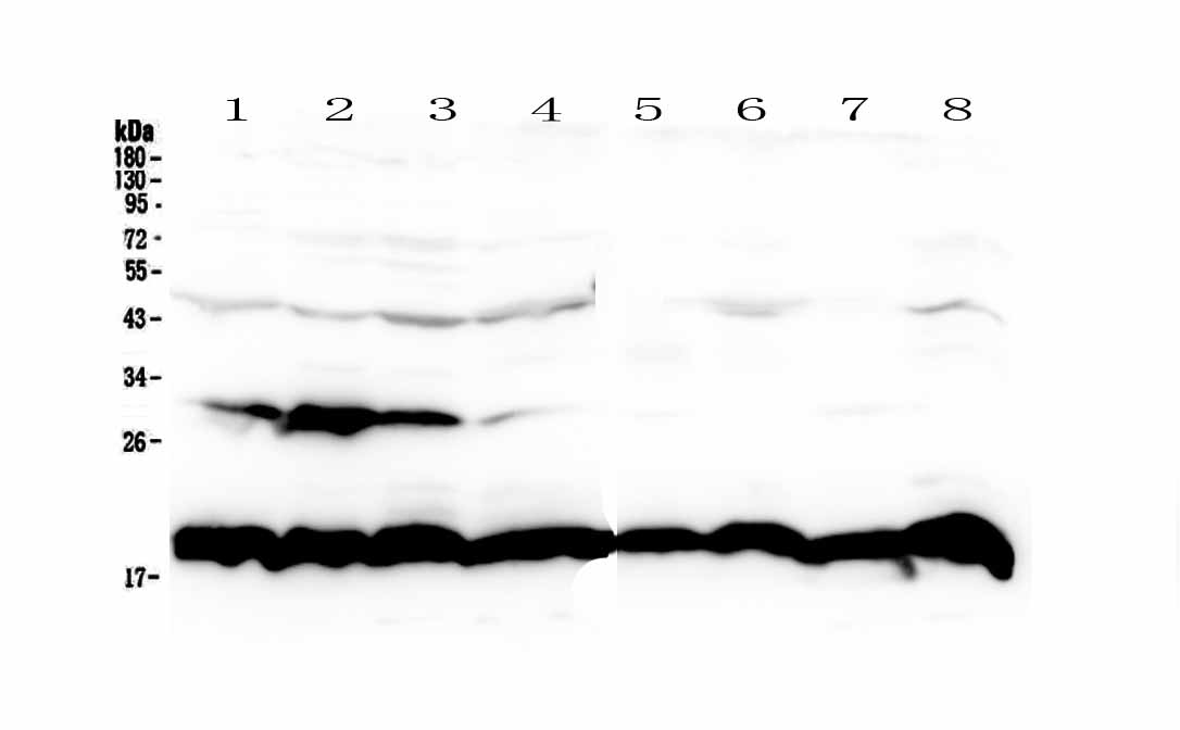 1 - Anti-Cyclophilin B Picoband Antibody ABO13007