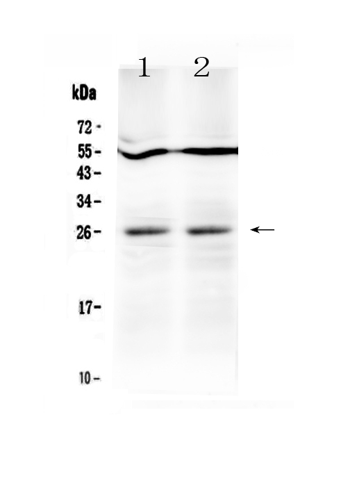 1 - Anti-LIGHT Picoband Antibody ABO13014