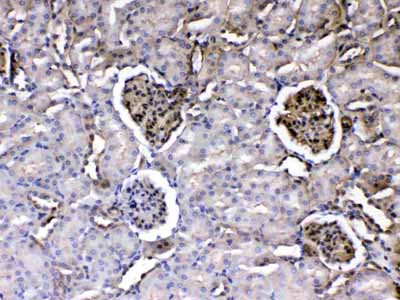 2 - Anti-Laminin Picoband Antibody ABO13015